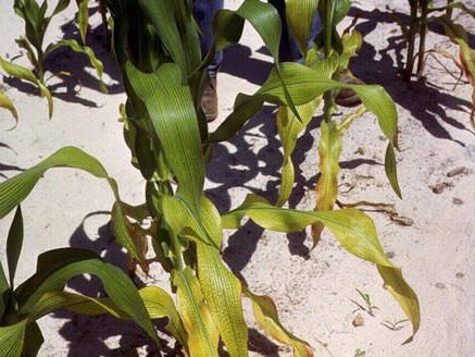 Magnesium deficiency corn