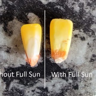 Full Sun kernel comparison